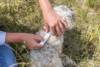Pipettes anti tiques et anti puces pour chien