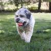 KONG Balle Signature Ball pour Chien