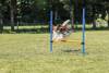 Obstacle Agility pour chien Trixie