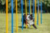Slalom Agility pour chien Trixie