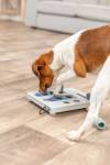 Jouet éducatif chien Mini Mover niveau 3