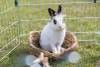 Lit en herbe pour lapin, cochon d'Inde et chinchilla