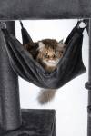 Arbre à chat solide XXL pour chat adulte hamac 163 cm