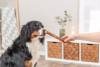 Friandise queue de buffle pour chien