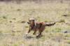 Sauteur sur corde pour chien