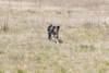 Sauteur sur corde pour chien