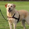 Harnais anti traction chien Lead'n'Walk Soft