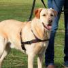 Harnais anti traction chien Lead'n'Walk Soft