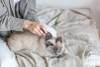Brosse carde pour chat Trixie