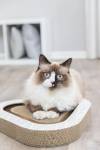 Plaque griffoir avec carton et balles pour chat