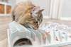 Jeu d'intelligence Fun Board pour chat