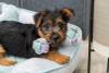 Jouet haltère en corde pour chien