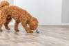 Jouet snack balle pattes pour chien