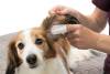 Doigtiers nettoyants pour les oreilles pour chien et chat