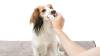Doigtiers nettoyant pour les dents pour chien et chat