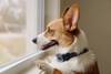 Collier anti-aboiement spray rechargeable PetSafe pour chien