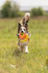 Corde de jeu avec anneau plastique pour chien