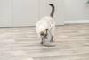 Souris sur ressorts en spirale pour Chat
