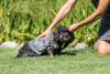 Serviette microfibre pour chien 60x50 cm