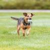 Lanceur de balle en corde pour chien 6 cm