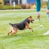 Lanceur de balle en corde pour chien 6 cm