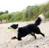 Frisbee Sporting disc TPR pour chien