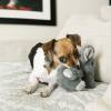 KONG Peluche Comfort Kiddos Elephant pour Chien
