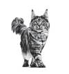 ROYAL CANIN Croquettes chat veterinaire Gastrointestinal