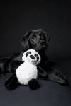 Jouet Panda pour chien 26 cm