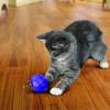 KONG Balle distributrice de friandises pour chat