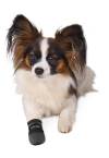 Bottes de protection Walker Care pour chien