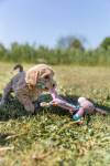 Jouet doudou lièvre pour chiot avec son