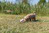 Jouet doudou lièvre pour chiot avec son