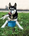 Gamelle de voyage pliable pour chien bleu
