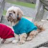 Pull Kenton turquoise pour chien