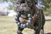 KONG Jouet Extreme Ring XL pour Chien
