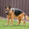 KONG Jouet Extreme Ball avec corde taille large pour Chien