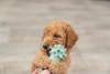 Jouet Mini Haltère Junior pour Chiot 10 cm