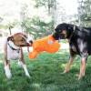 KONG Peluche Tuggz Monkey XL pour Chien