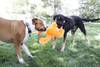 KONG Peluche Tuggz Monkey XL pour Chien