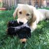 KONG Peluche Comfort Kiddos Bear pour Chien