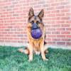 KONG Balle FlexBall Medium/Large pour Chien