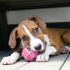 KONG Jouet Puppy Activity Ball pour Chien