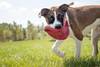 KONG Jouet Flyer pour Chien