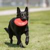 KONG Jouet Flyer pour Chien