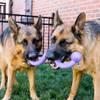 KONG Jouet Ogee Stick pour Chien