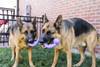 KONG Jouet Ogee Stick pour Chien