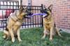 KONG Jouet Ogee Stick pour Chien