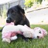 KONG Peluche Low Stuff Flopzie Fox taille M pour Chien