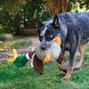 KONG Peluche Shakers Honkers Duck pour Chien